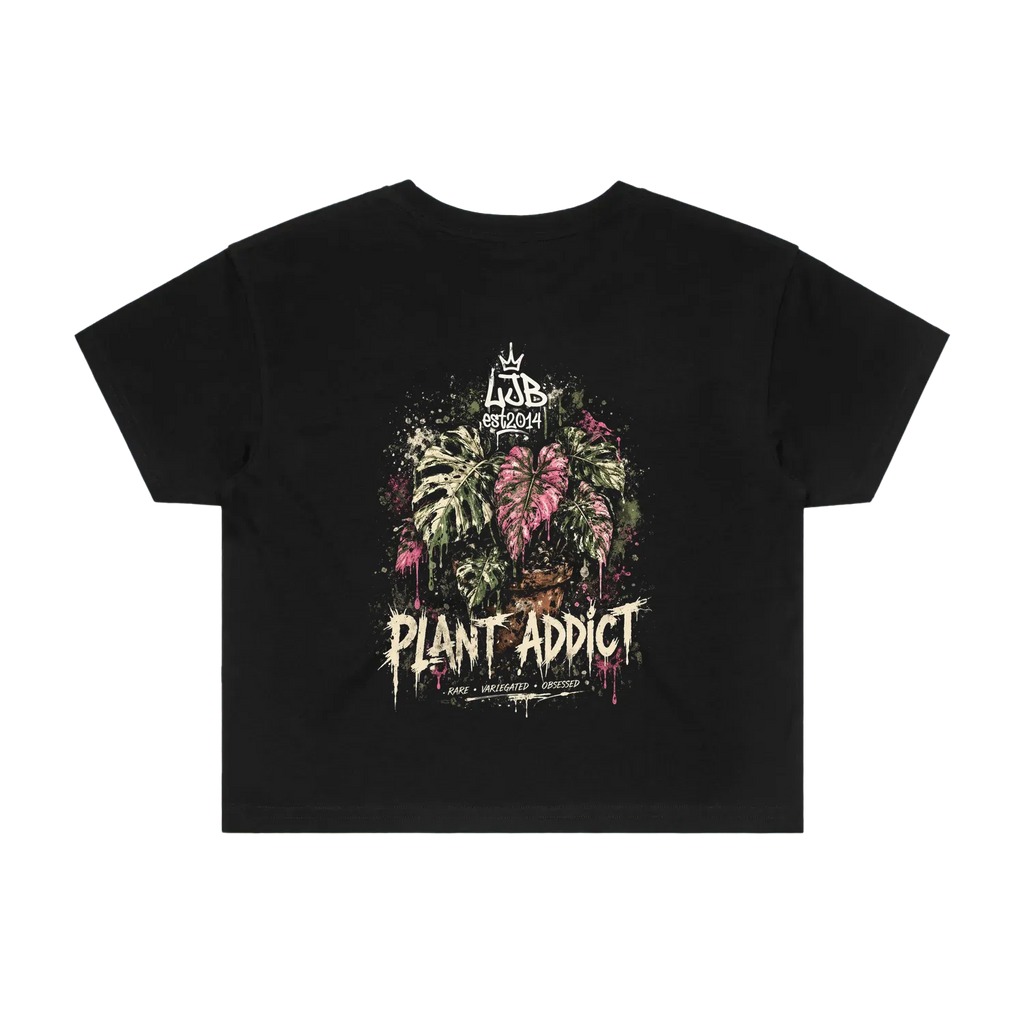 Plant Addict - Crop Monsteras
